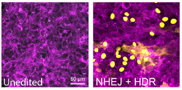 Data Highlights NHEJ + HDR