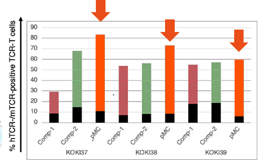 % hTCR-/mTCR positive TCR-T cells KOKI37 KOKI38 KOKI39