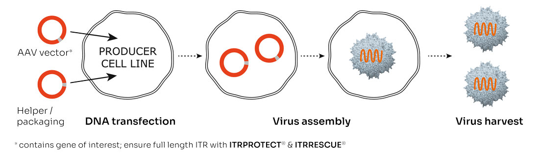 AAV-2PS-Schema-2026-HR AAV DNA Transfection Virus Assembly Virus harvest