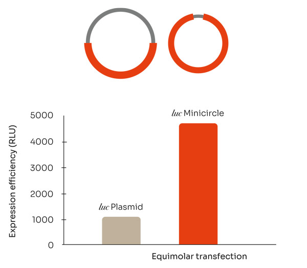 Comparison of expression efficiency between plasmid and minicircle DNA Comparison of expression efficiency between plasmid and minicircle DNA