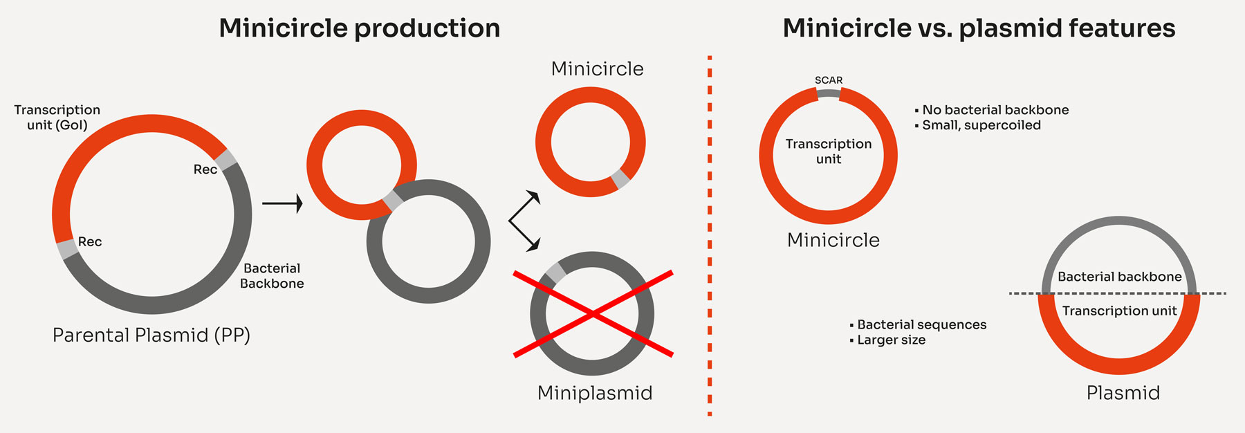 minicircle dna minicircle dna