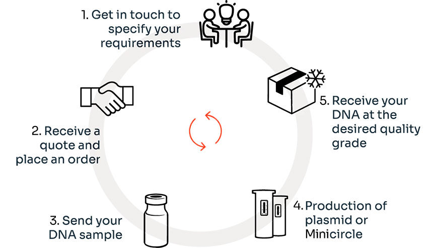 Workflow for ordering plasmids and minicircles at PlasmidFactory